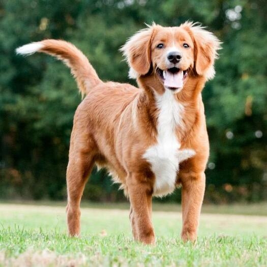 Nova scotia duck tolling retriever hot sale in not